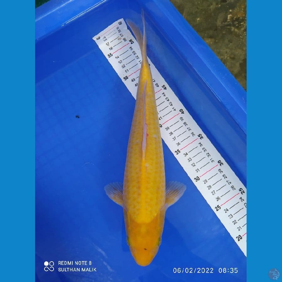 karashi 36 cm punuk