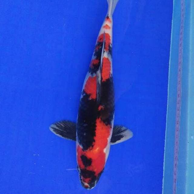 Red Solid Showa 33CM