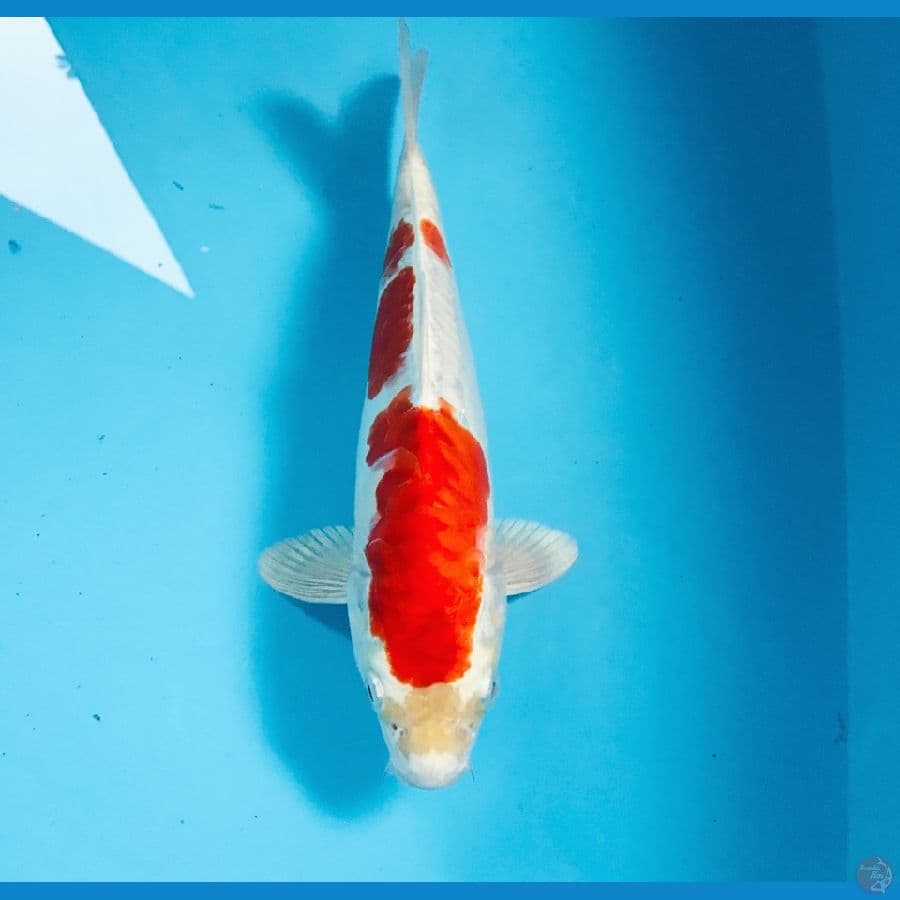 kikushui, 27 cm