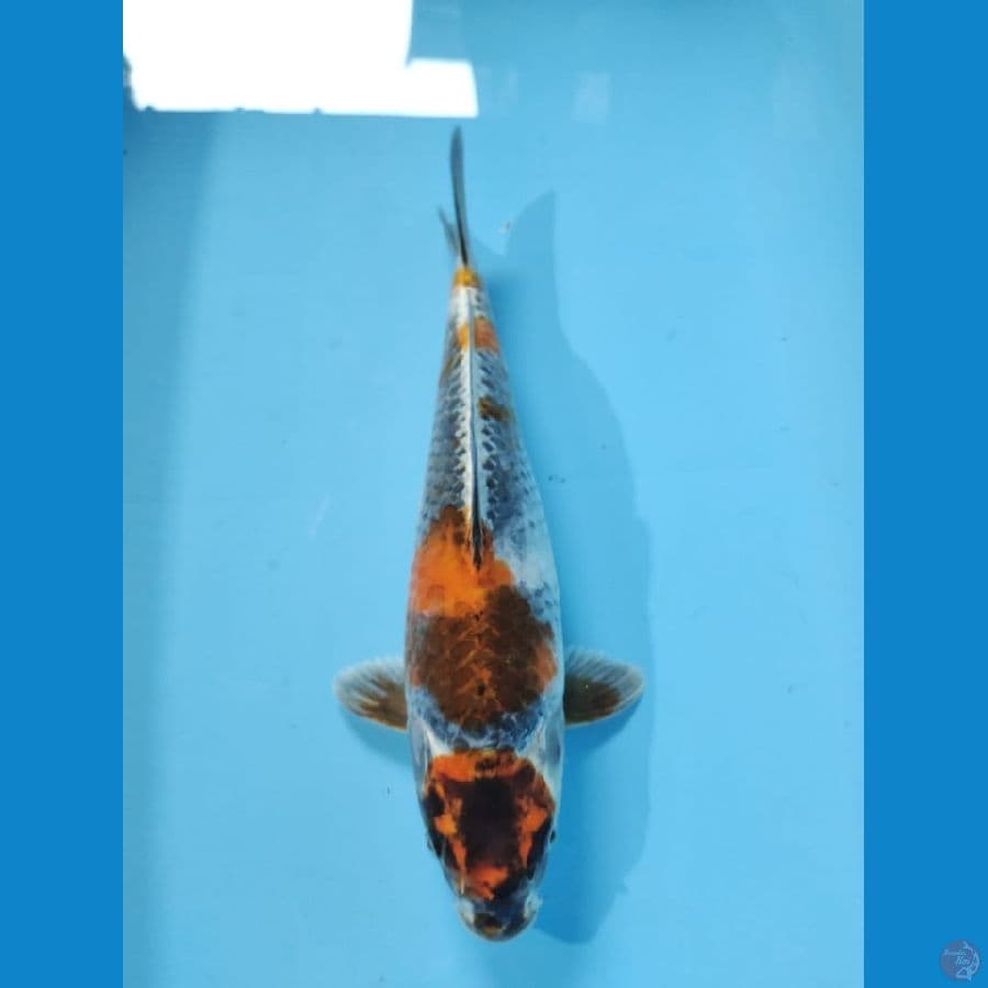 maruten kage showa 33cm