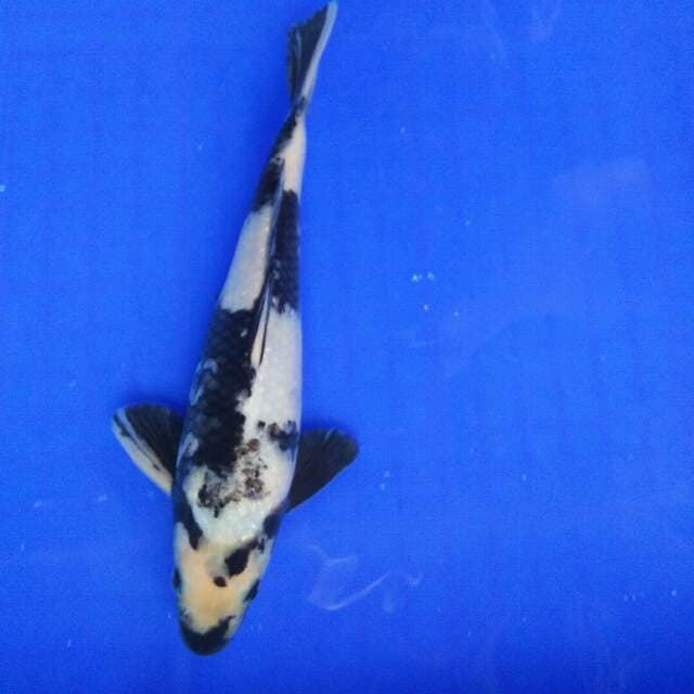 SHIRO UTSURI 23CM