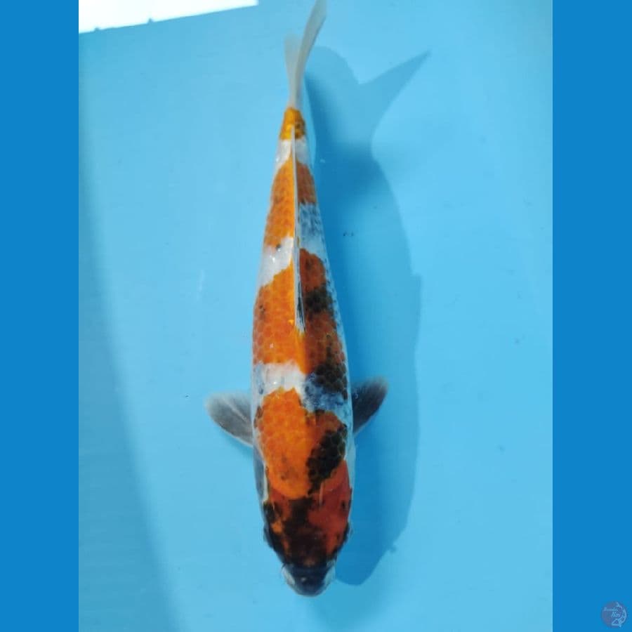 kin showa 35cm