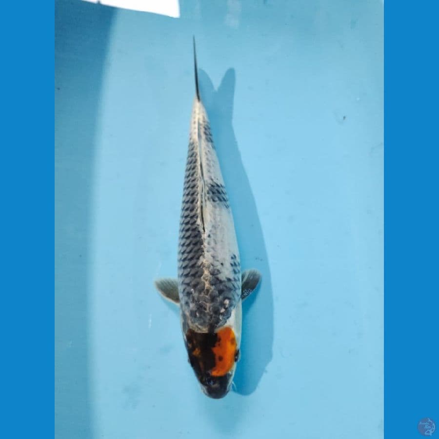 tanco kin showa 35cm