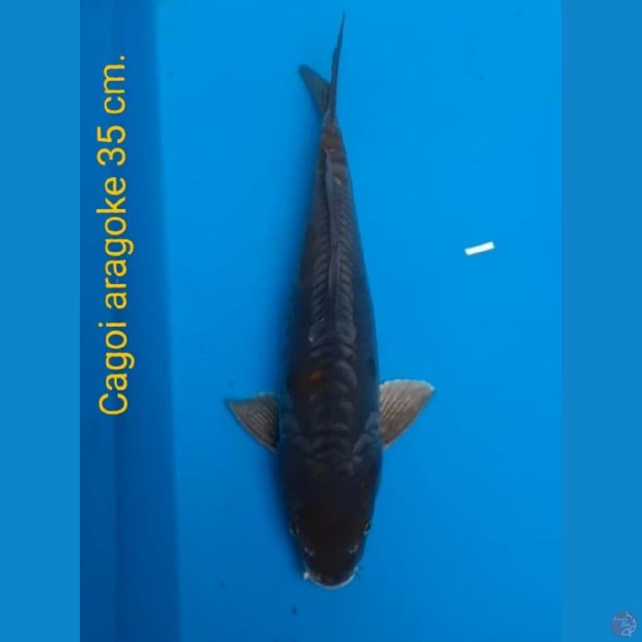 male 35cm