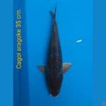male 35cm
