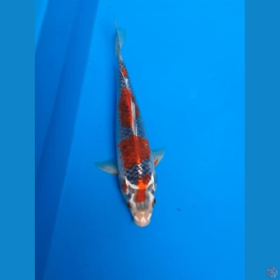 goshiki 30cm