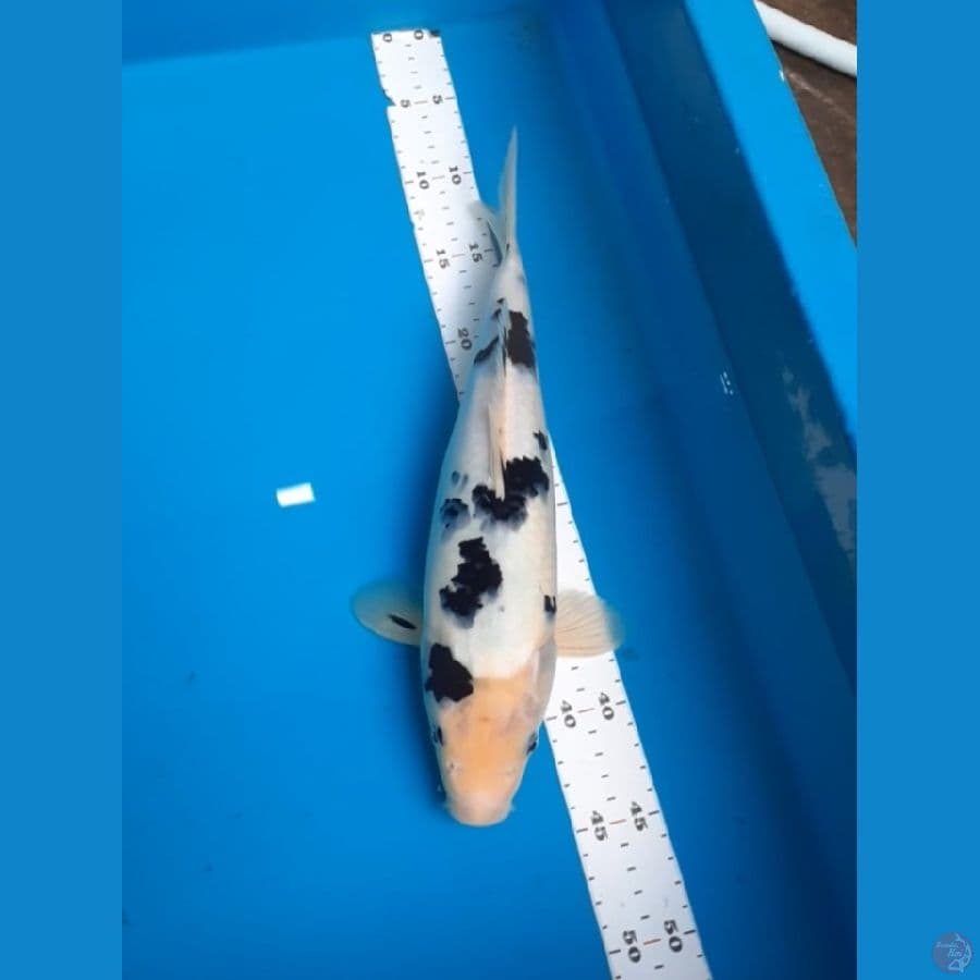 shiro bekko 35cm