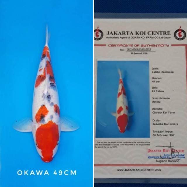 Sanke import sertifikat