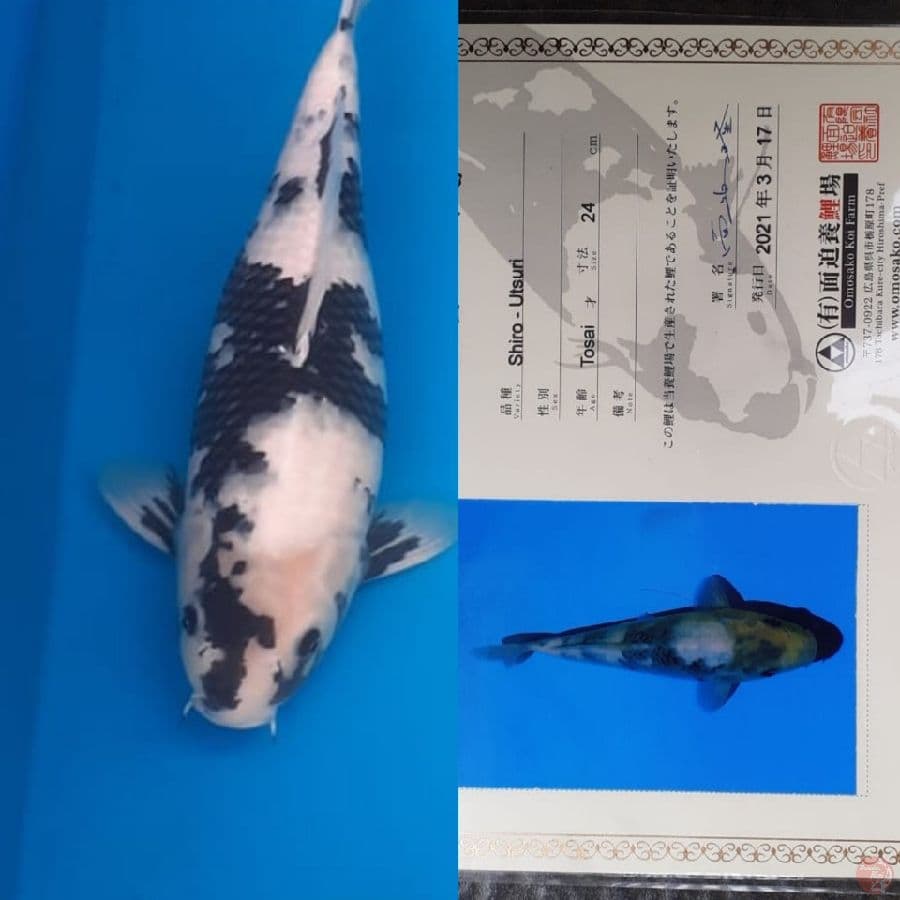 Shiro "Omosako" 45bu