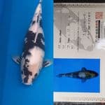 Shiro "Omosako" 45bu