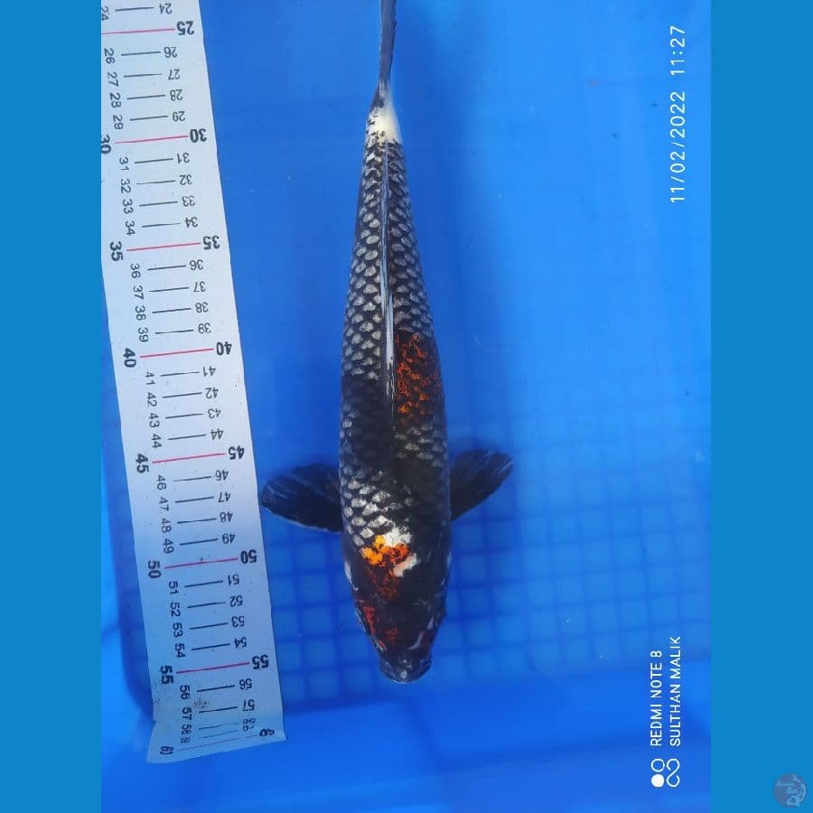 matsukawabake 30 cm