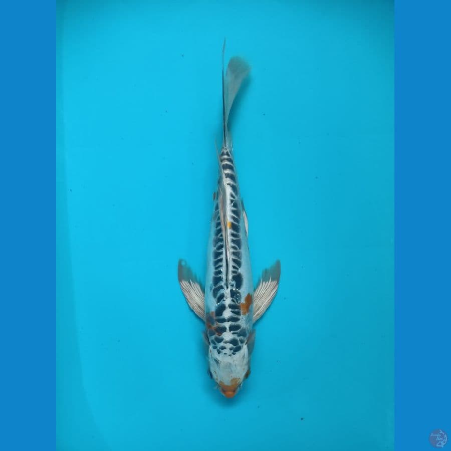 kumpay Kiko - 34cm Male