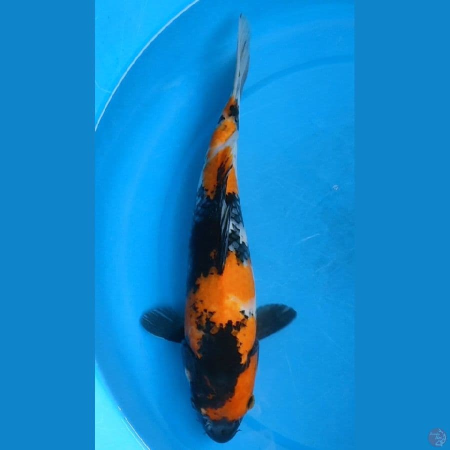 SHOWA 32 Cm