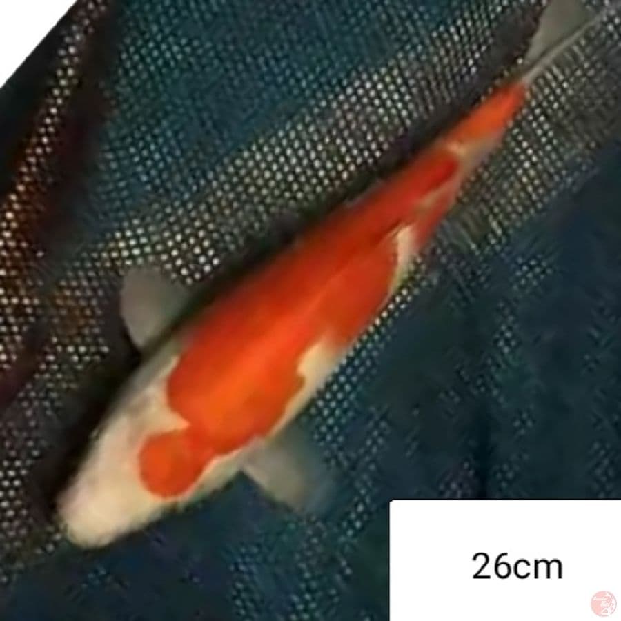 kohaku