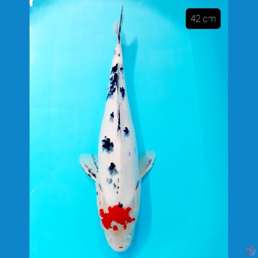 sanke 42 cm