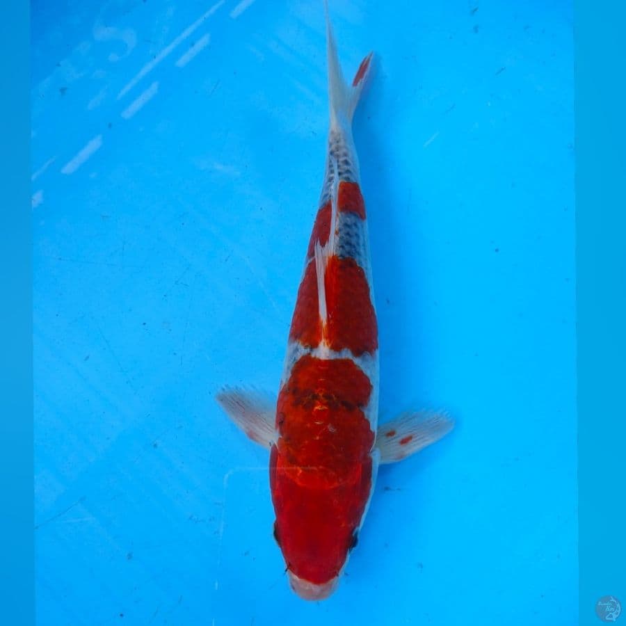GHOSIKI RED STRONG 28CM