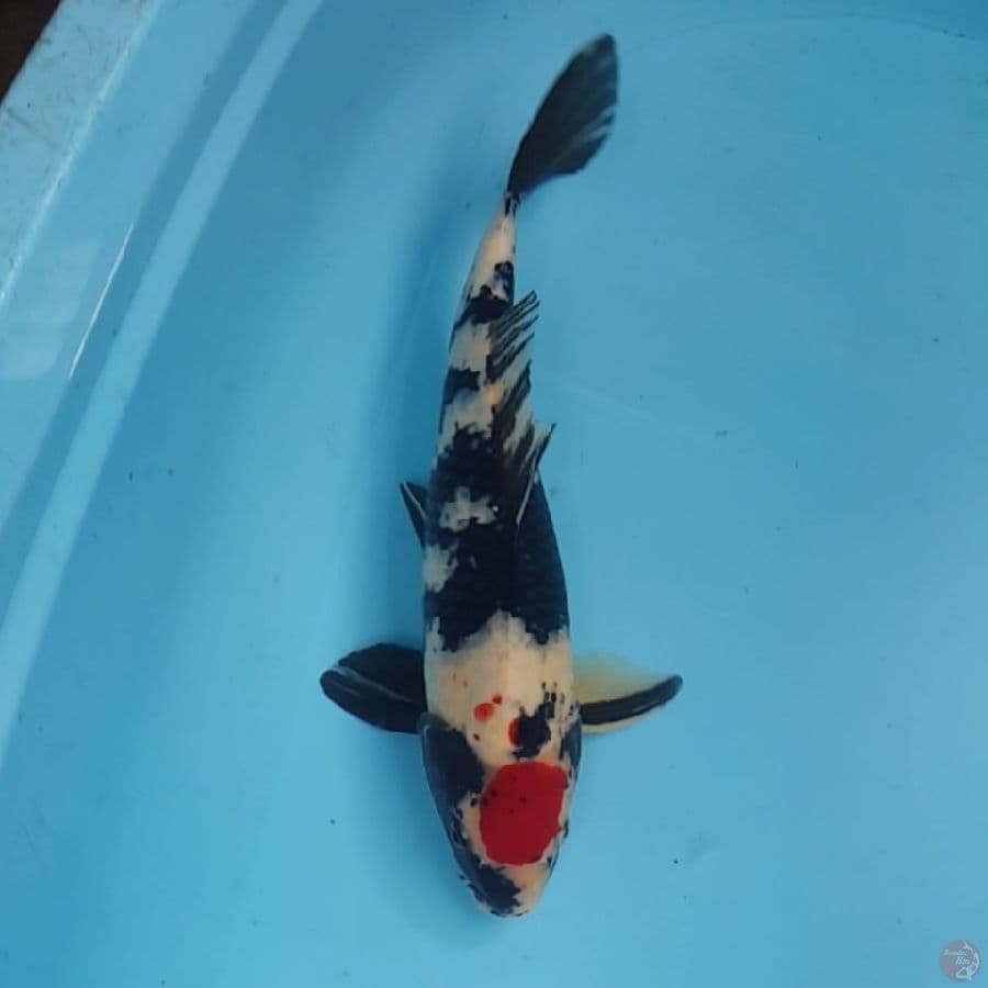 SHOWA 42cm Jantan