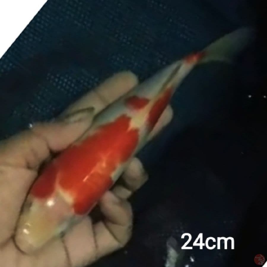 kohaku