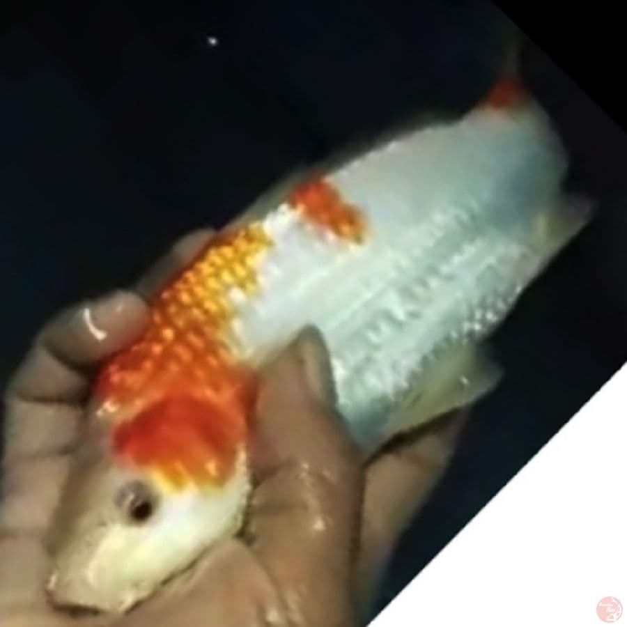 kohaku