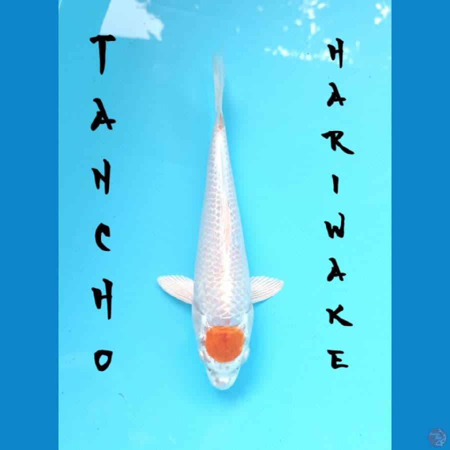 Tancho Hariwake