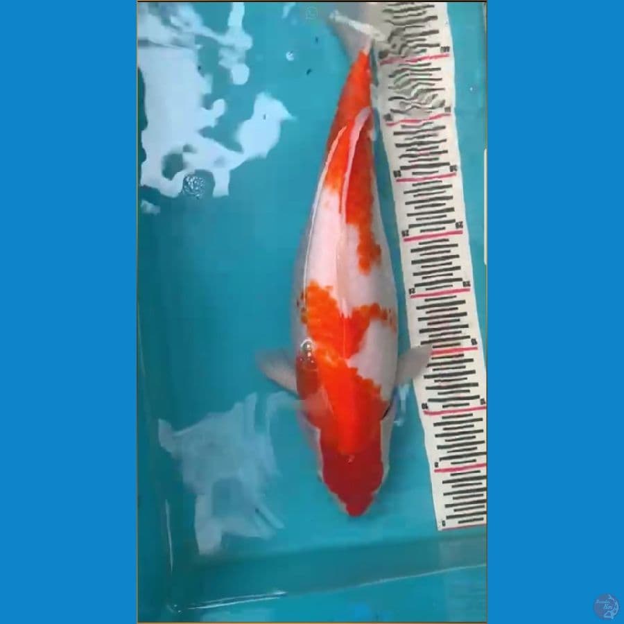 Kohaku