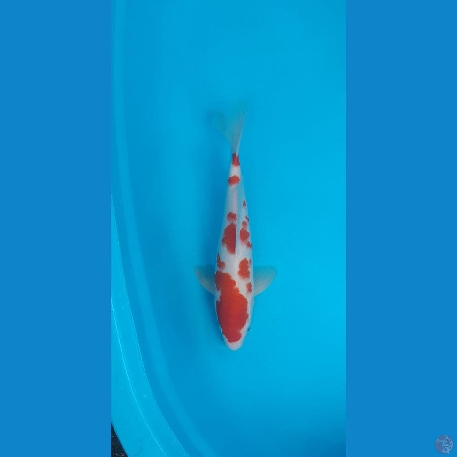 Sakura kohaku Male