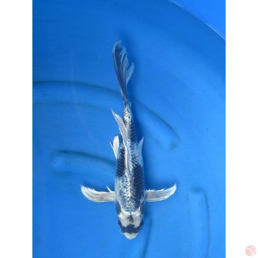 38cm , Jumbo Kumpay