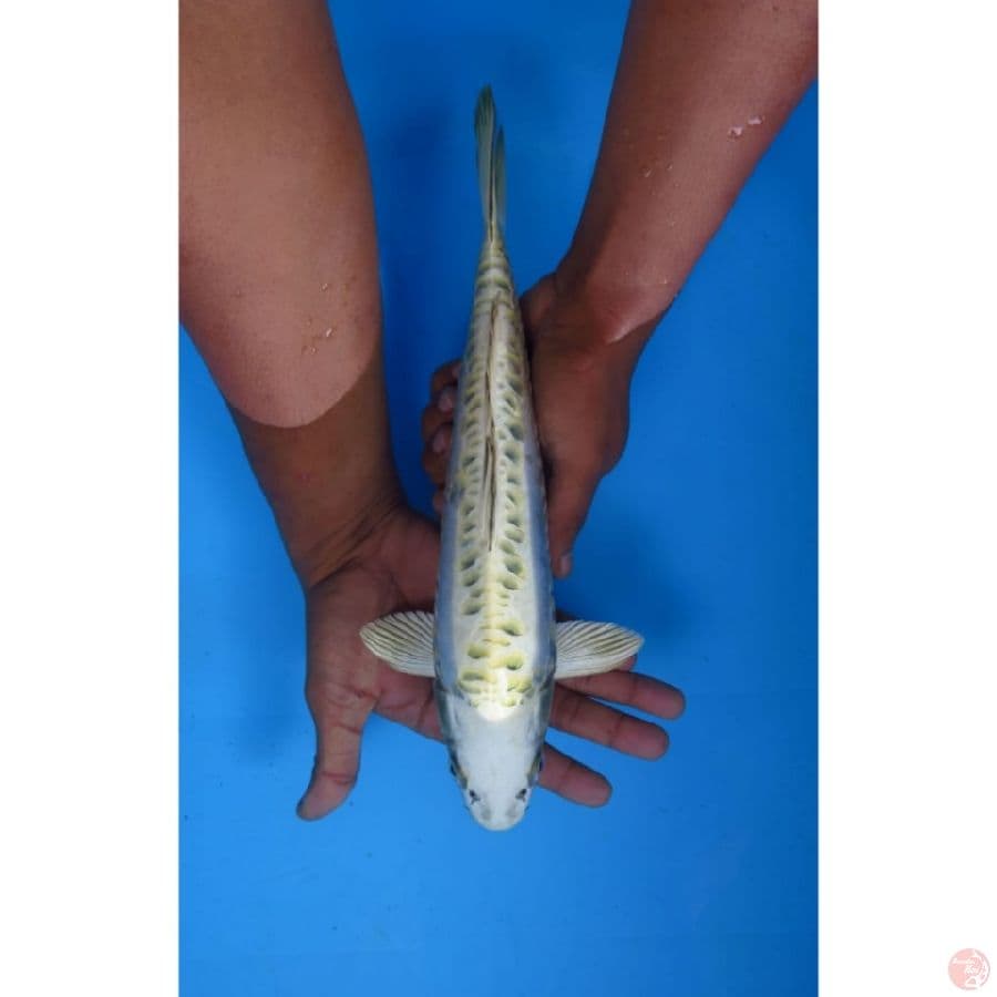 32cm , Mizuho Ogon