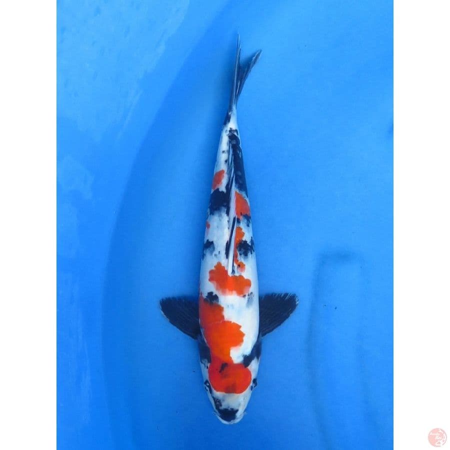35cm , Red Showa