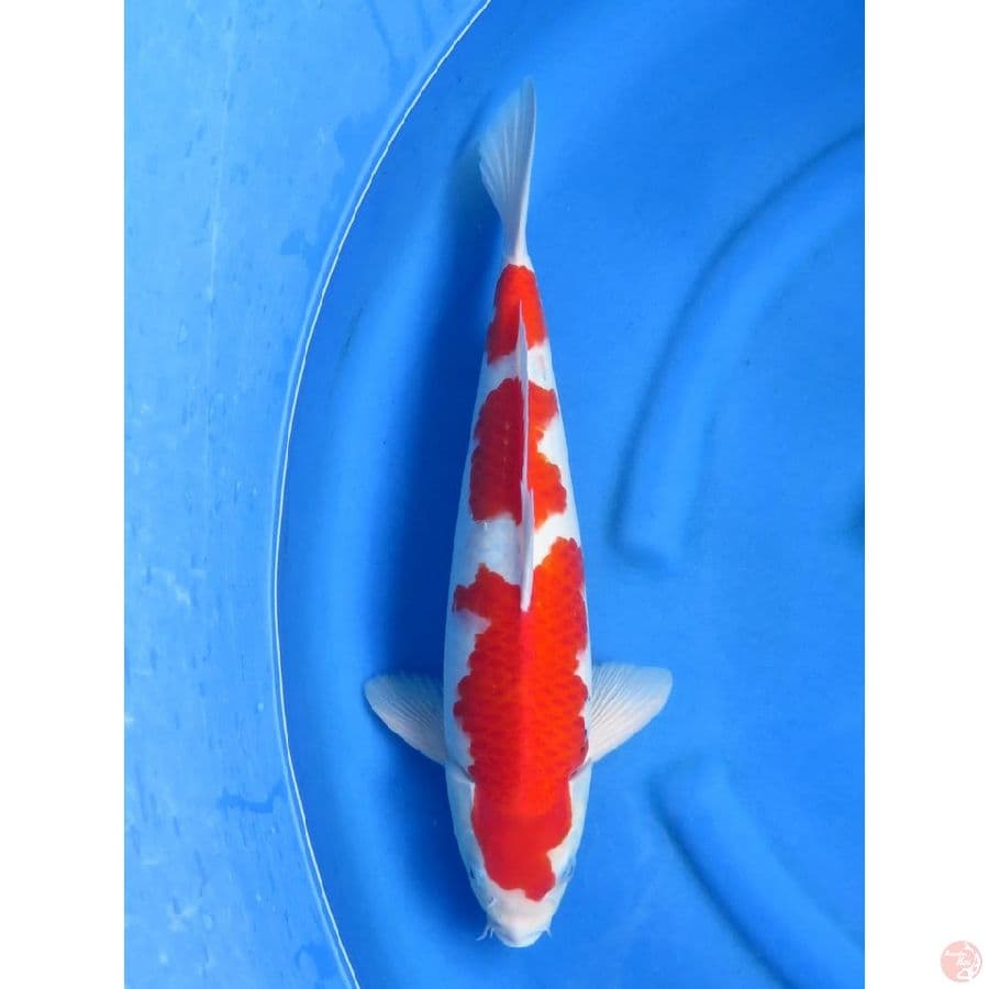 44cm - Jantan - Sandan Kohaku 