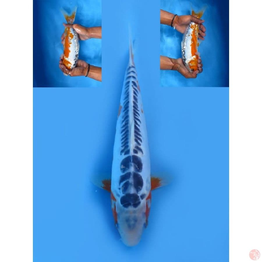 35cm - Shusui F1  