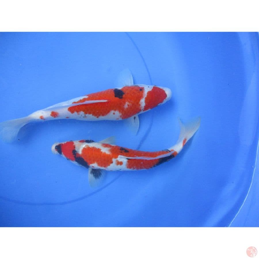 showa 27-28cm