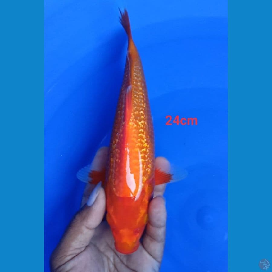  akahajirogindrin punuk 24 cm