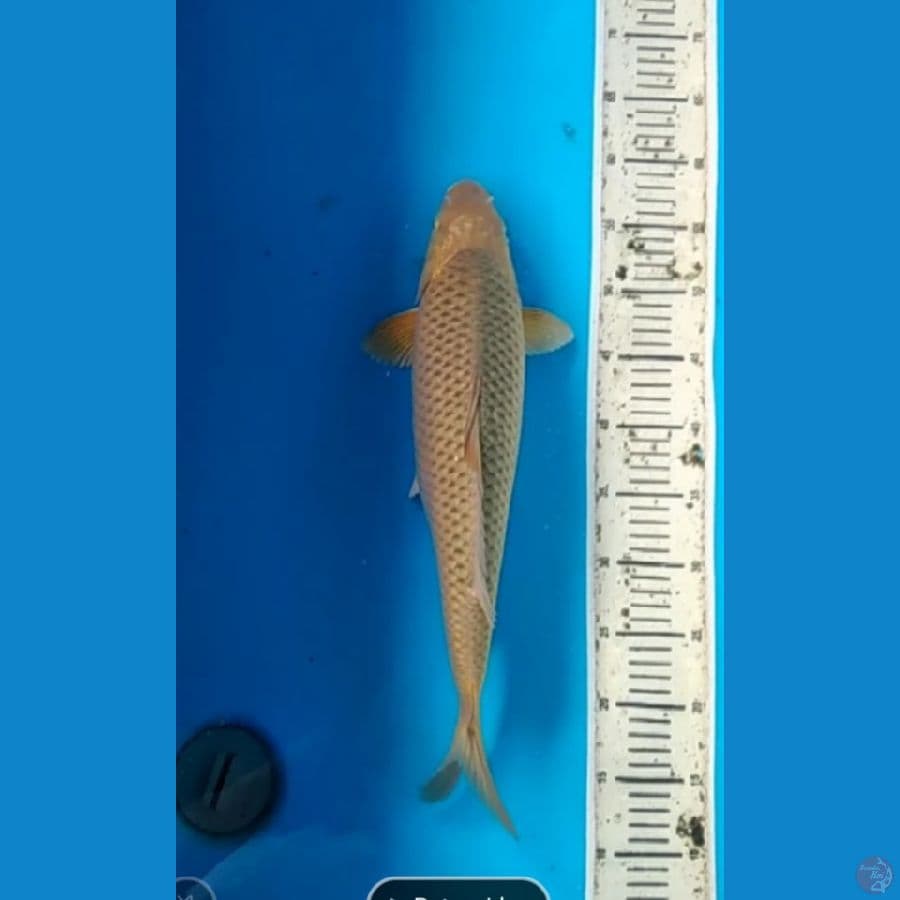 midori goi 45 cm