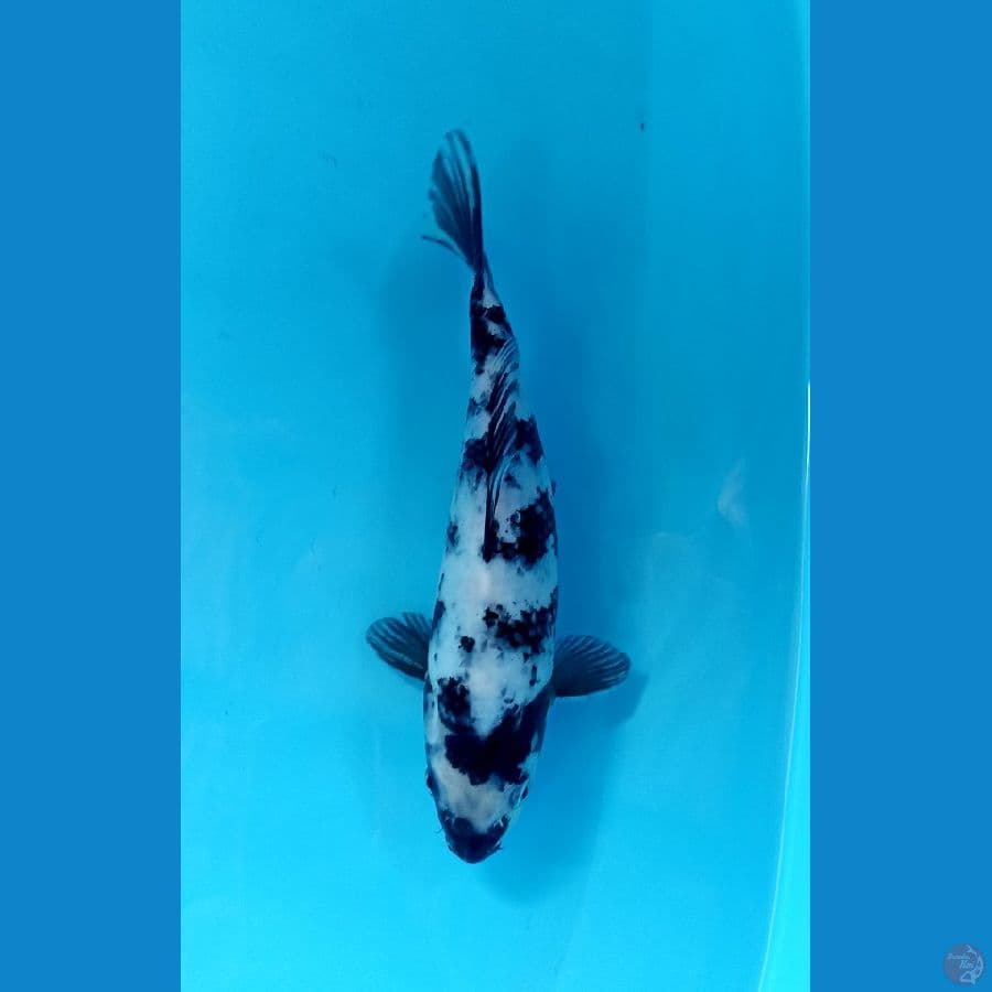 shriro 23cm