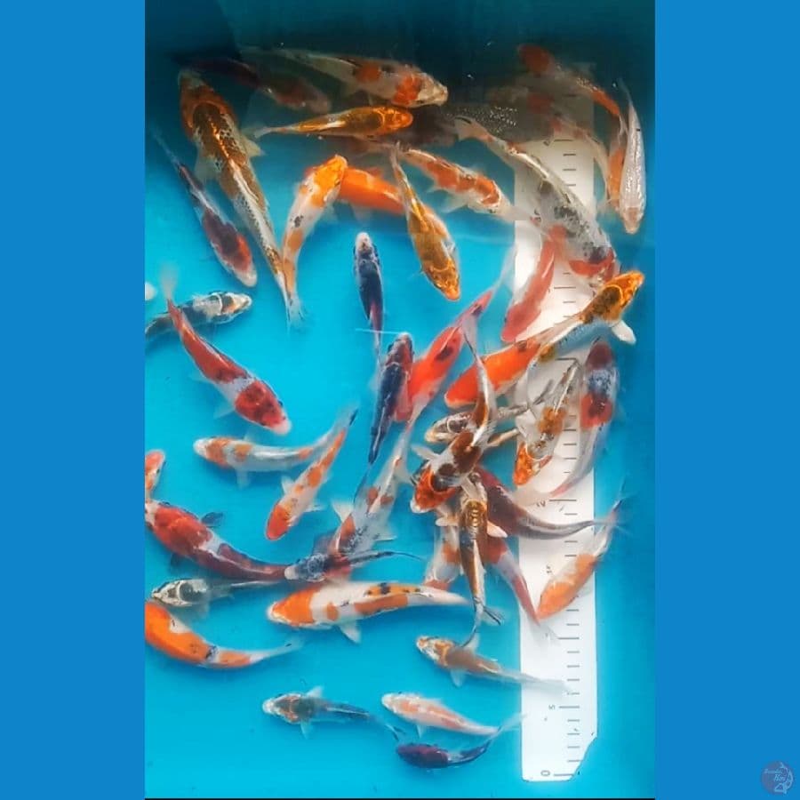 mix 50 ekor 8-18cm