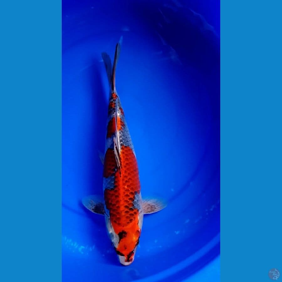 GOSHIKI 37CM