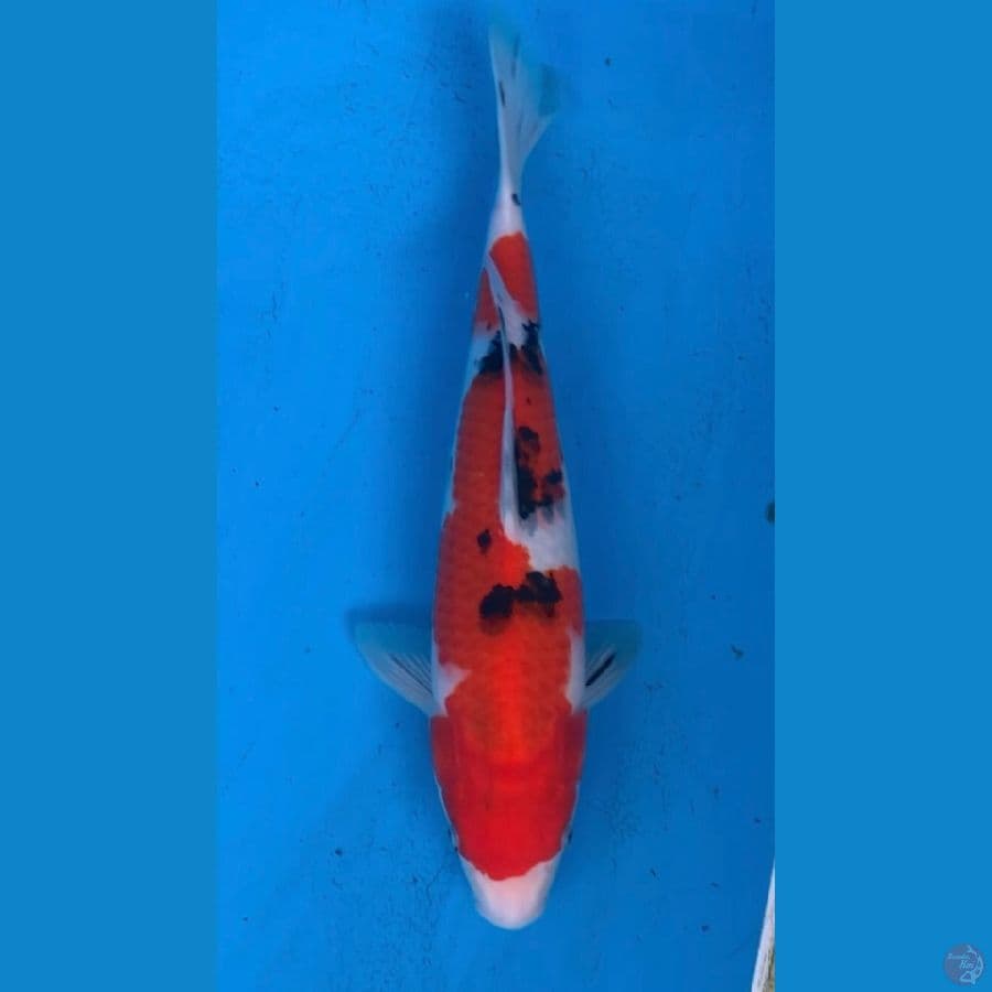 sanke 32cm
