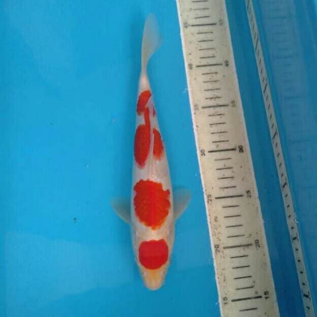 Maruten kohaku