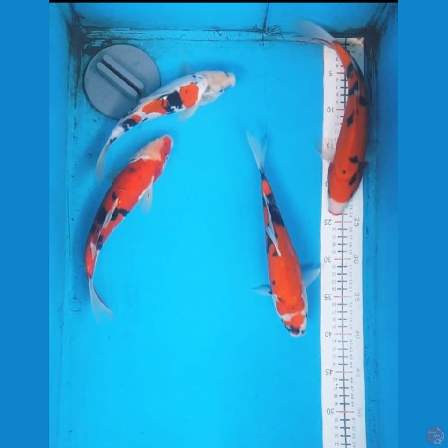 showa doitsu 25-30cm 5 ekor