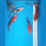 showa doitsu 25-30cm 5 ekor