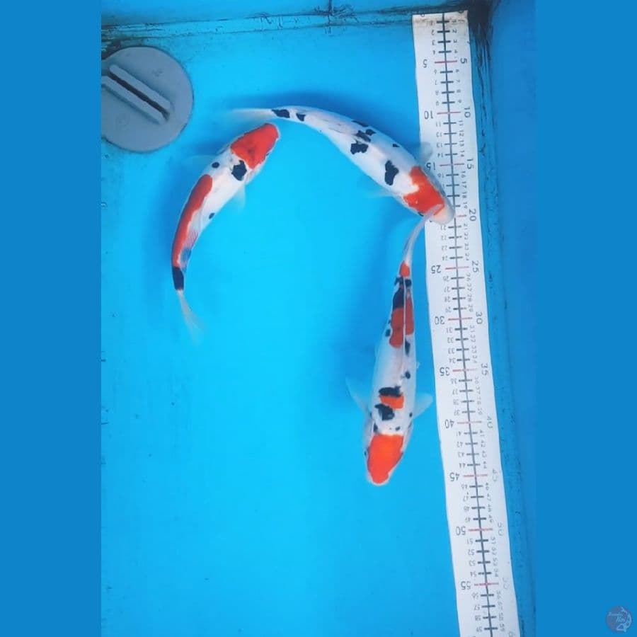 sanke doitsu 26cm 3 ekor