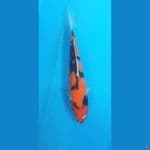 showa doitsu 28cm/male