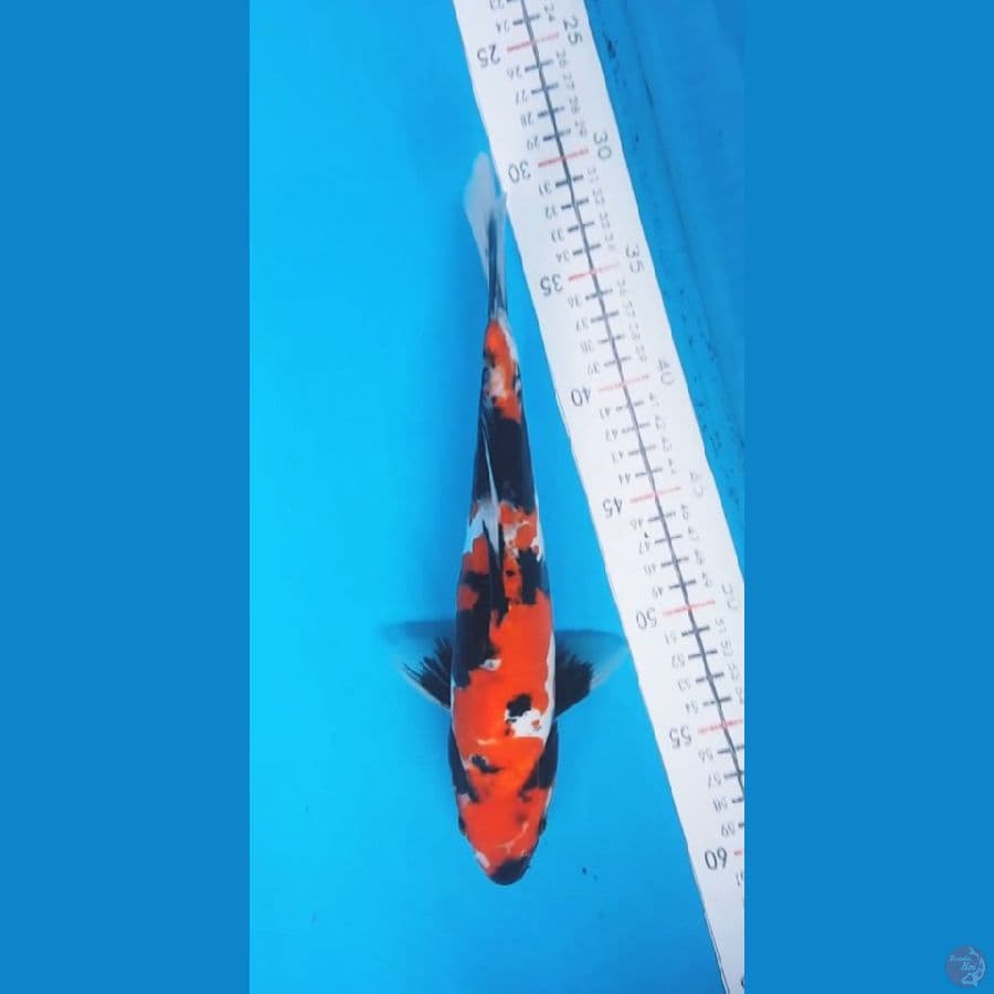 showa doitsu motogoro 28cm/male