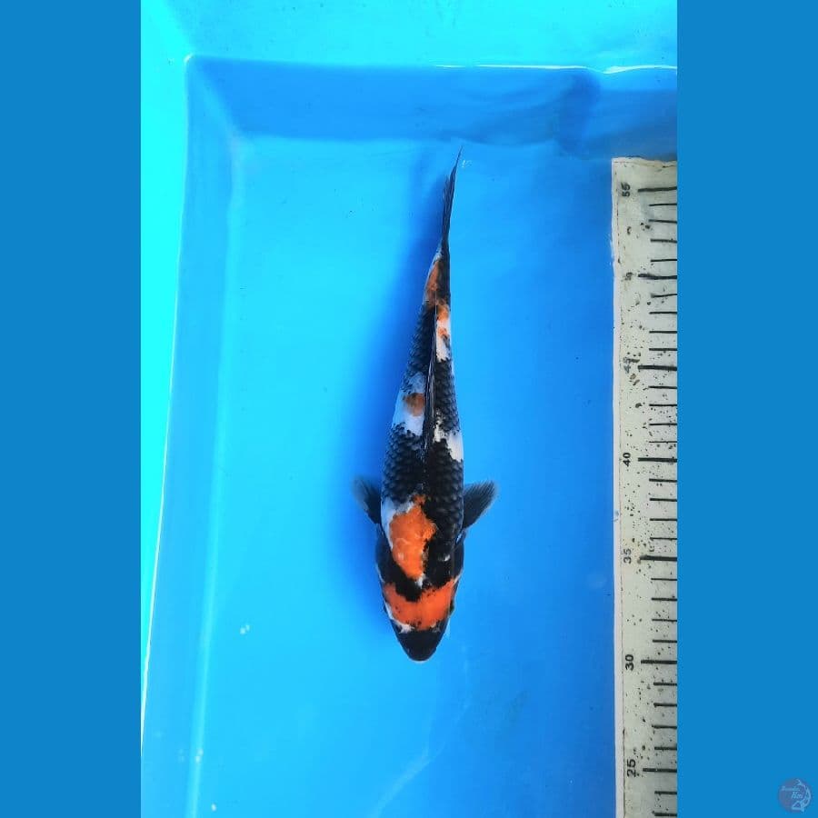 maruten showa 26cm