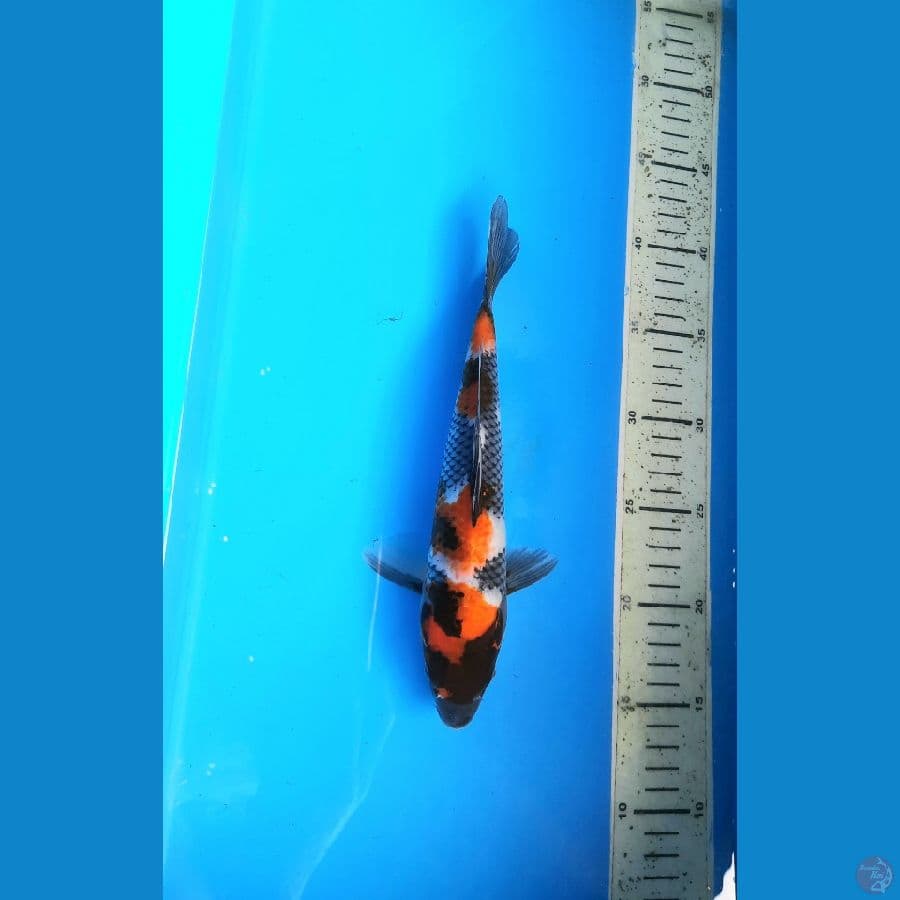 Showa 26cm