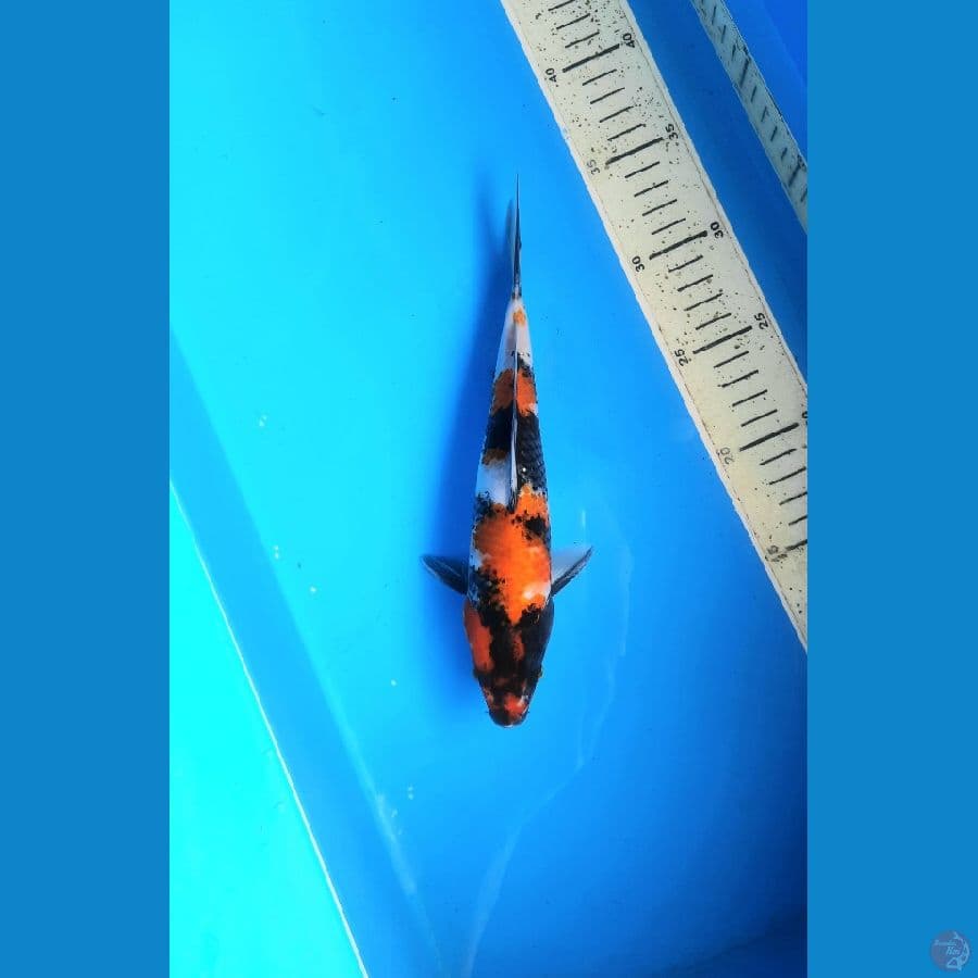 Showa 24cm