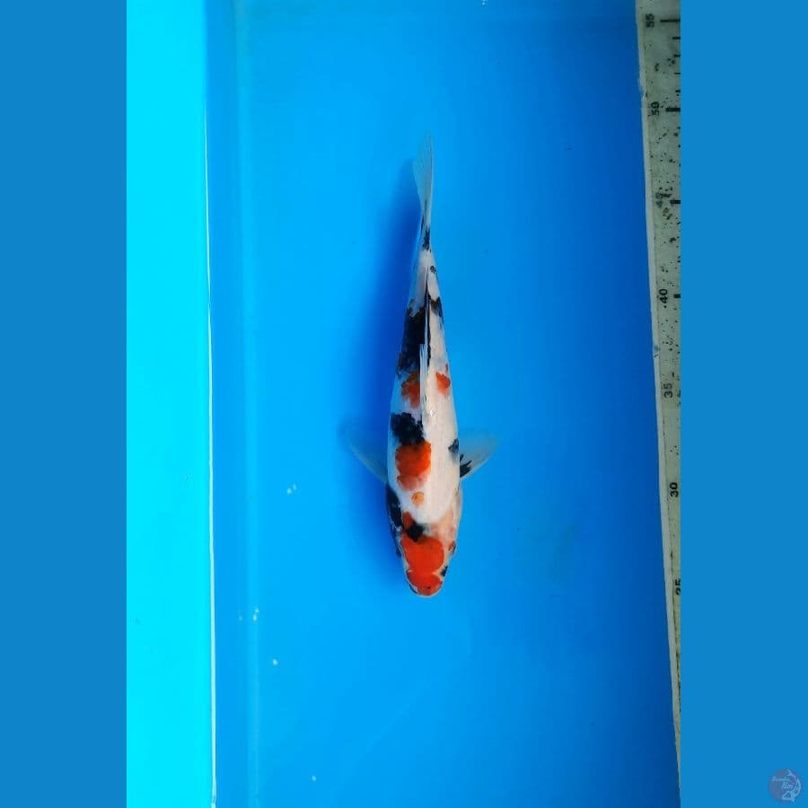 Kindai showa 23cm