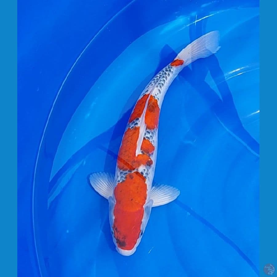 Goshiki Male 45cm