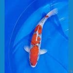 Goshiki Male 45cm